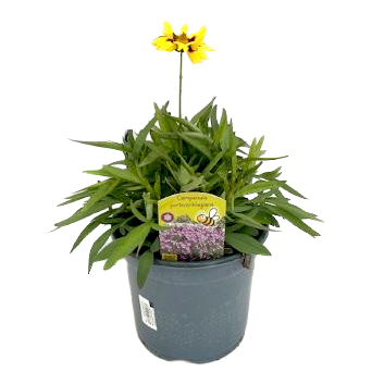 Coreopsis grandiflora