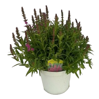 Lythrum salicaria robin