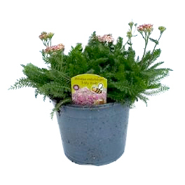 Achillea millefolium