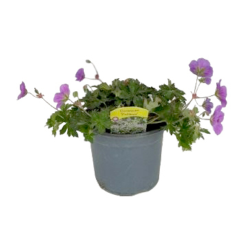 Geranium wallichianum rozanne