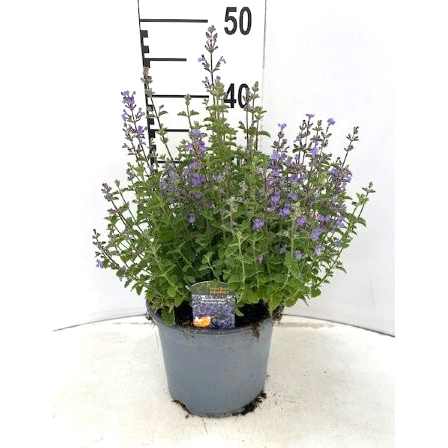 Nepeta faassenii sylvester blue