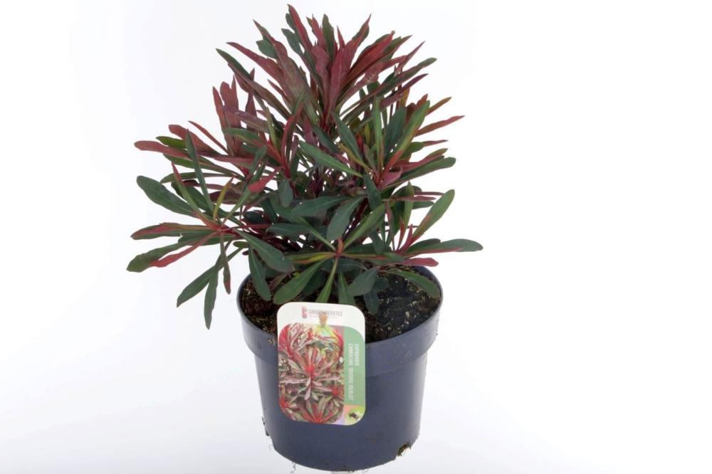 Euphorbia