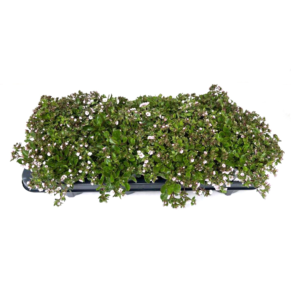 Gypsophila creatoides