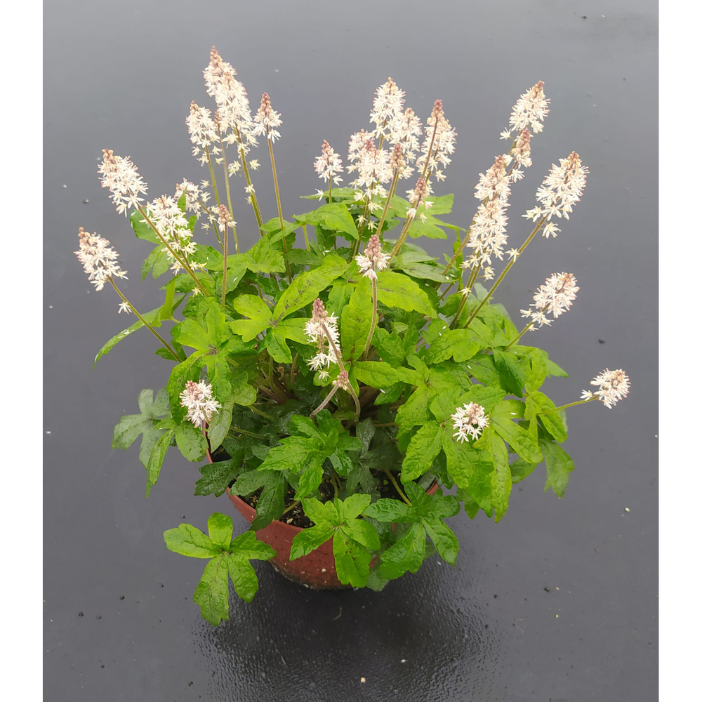 Tiarella spring symphony