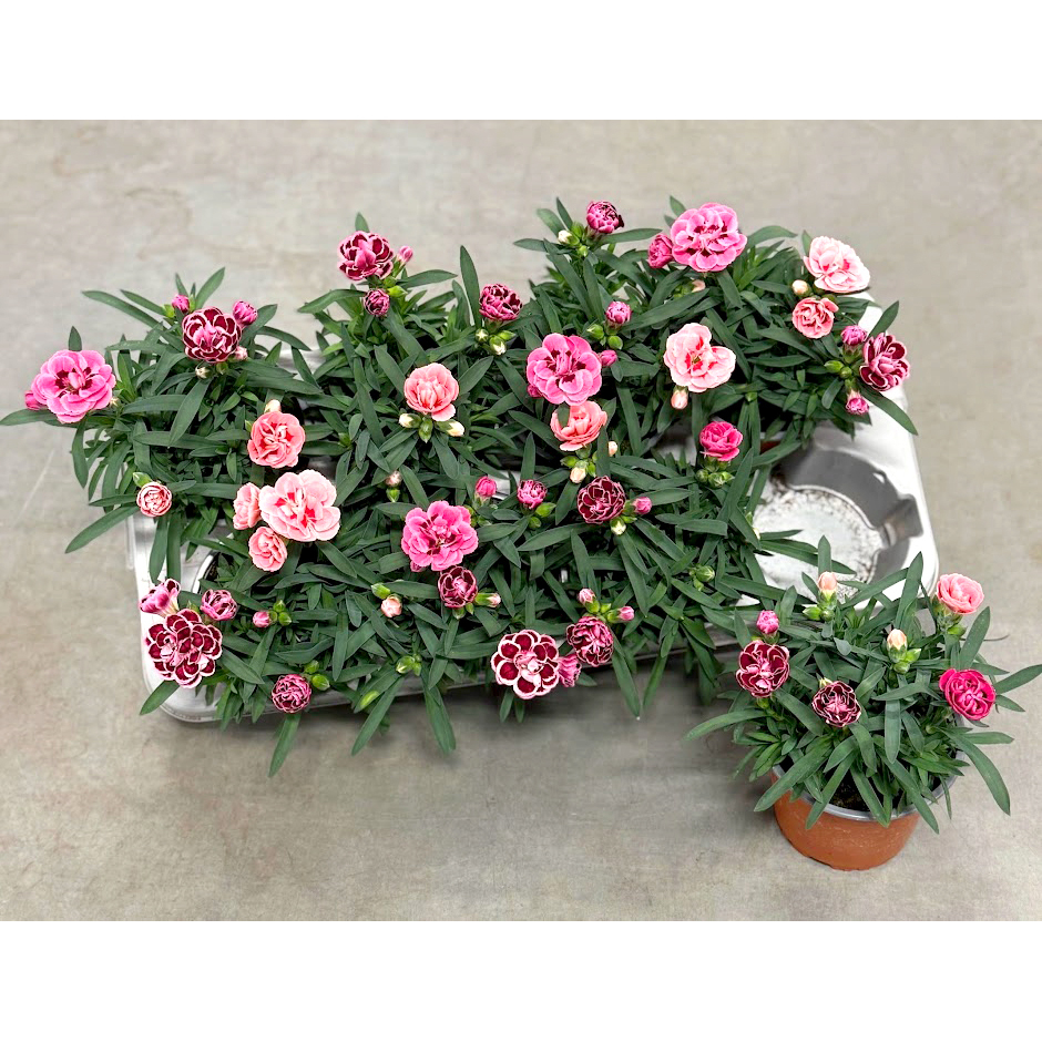 Dianthus caryophyllus trio
