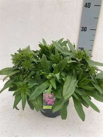 Dianthus