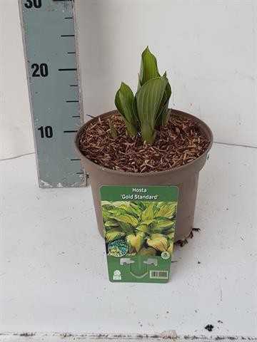 Hosta