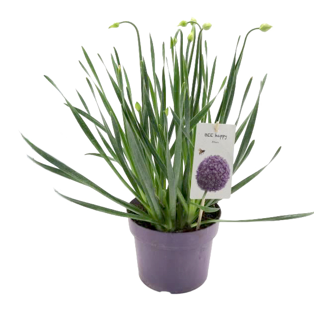 Allium senescens millenium