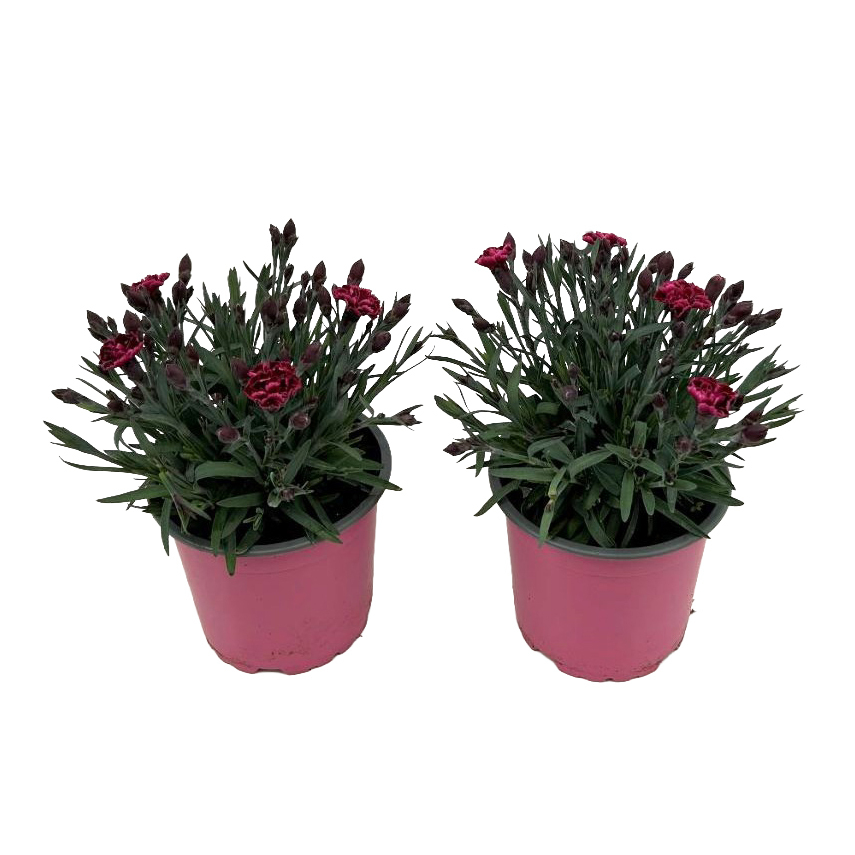 Dianthus caryophyllus viva magenta