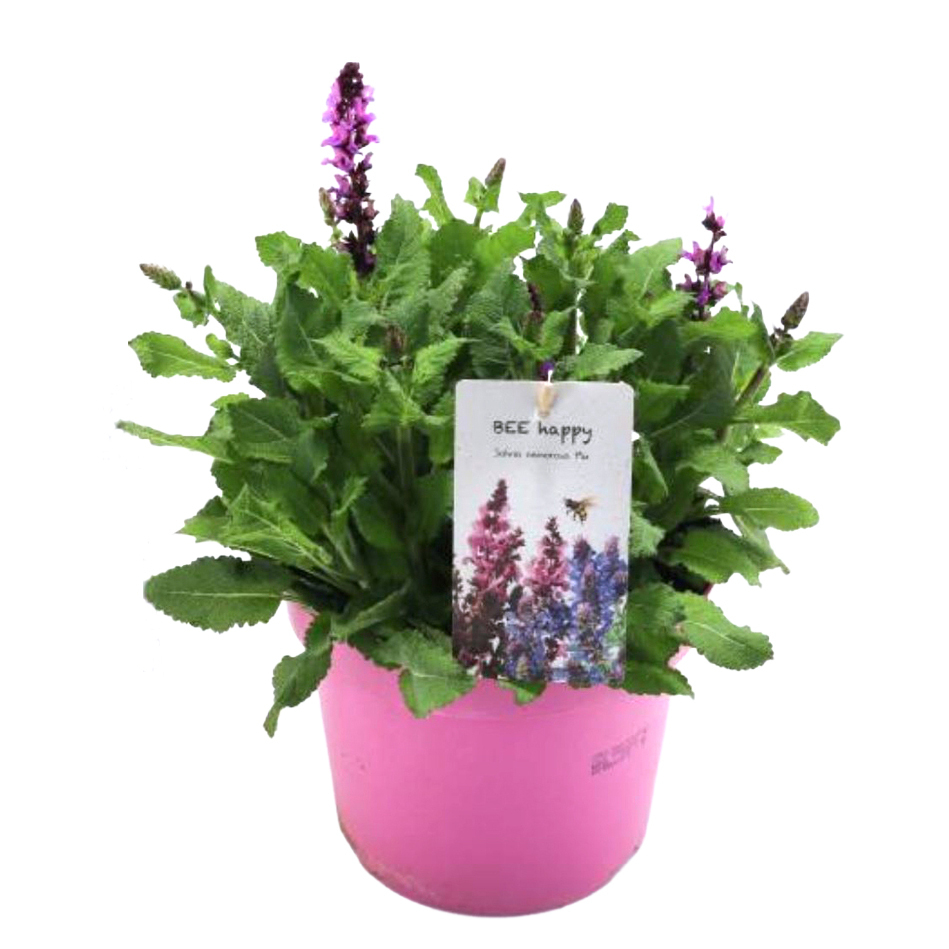 Salvia nemorosa marvel