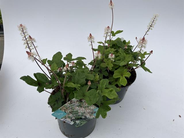 Tiarella