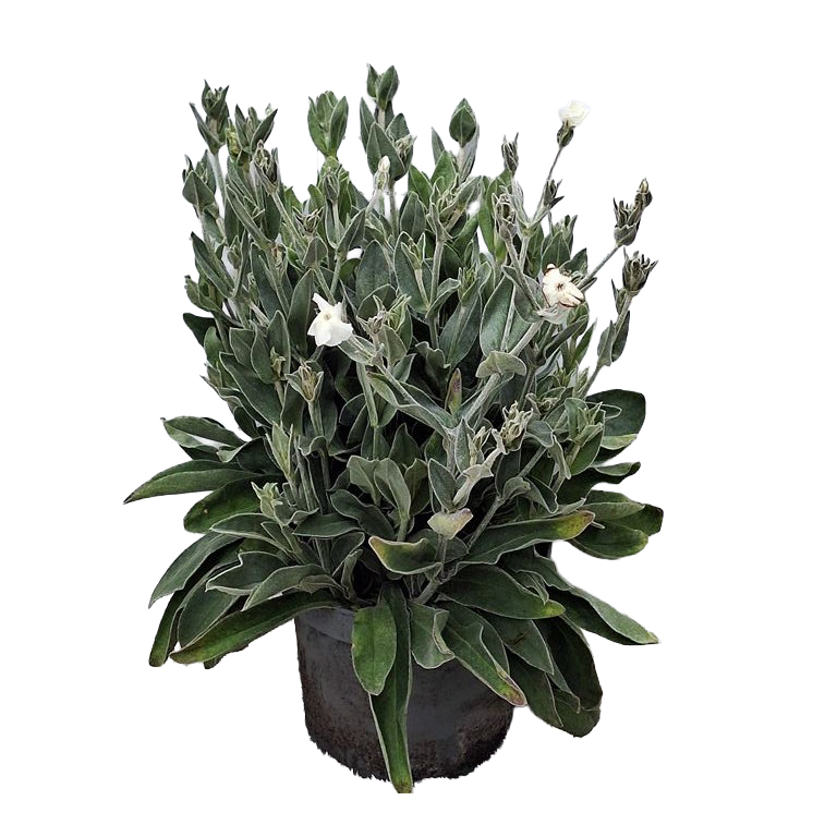 Lychnis