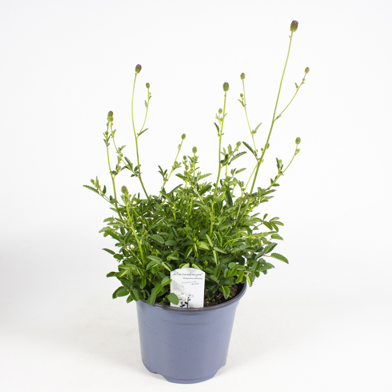 Sanguisorba officinalis