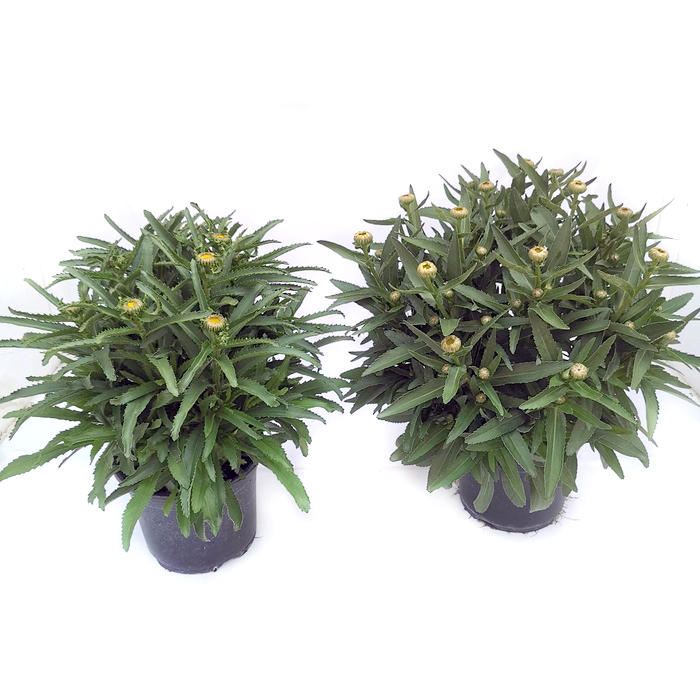 Leucanthemum maximum sweet daisy