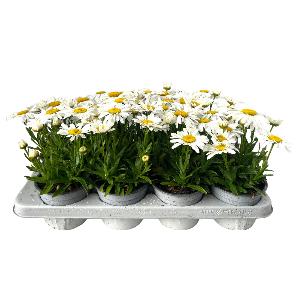 Leucanthemum maximum ooh la