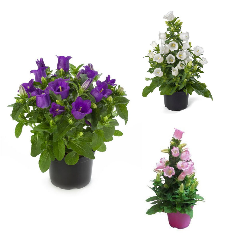 Campanula medium appeal