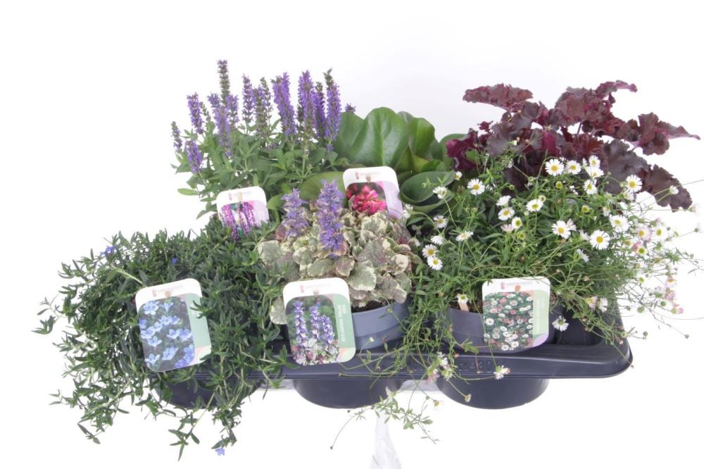 Plantes mix