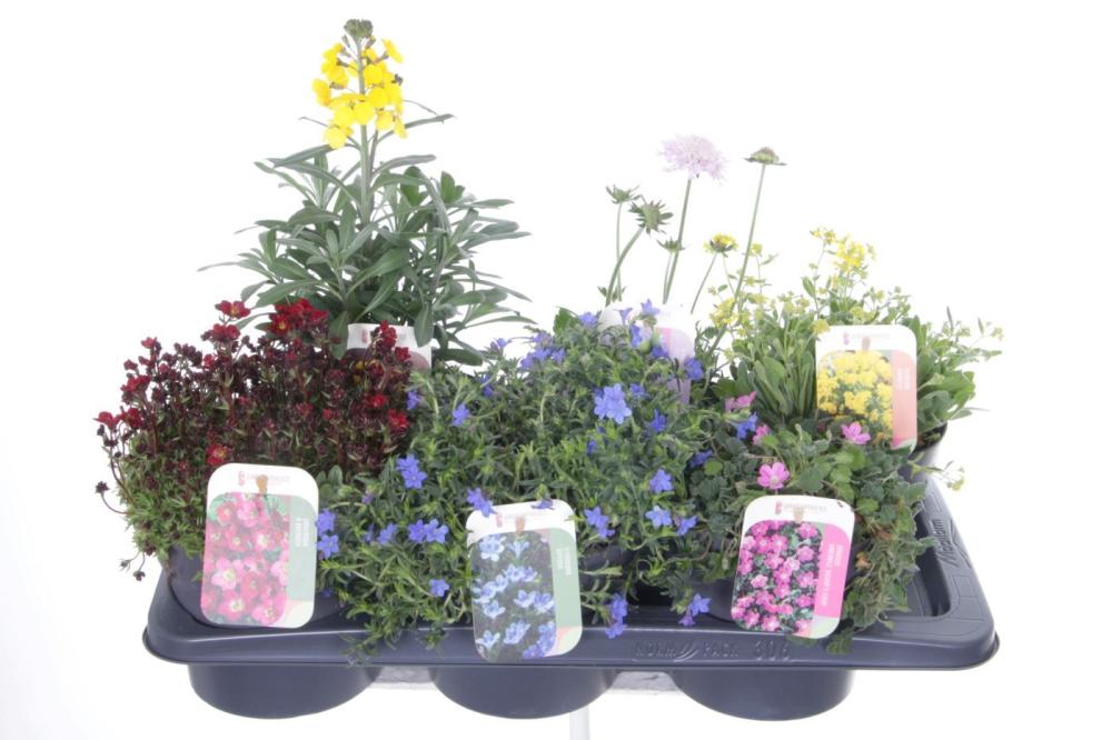 Plantes mix