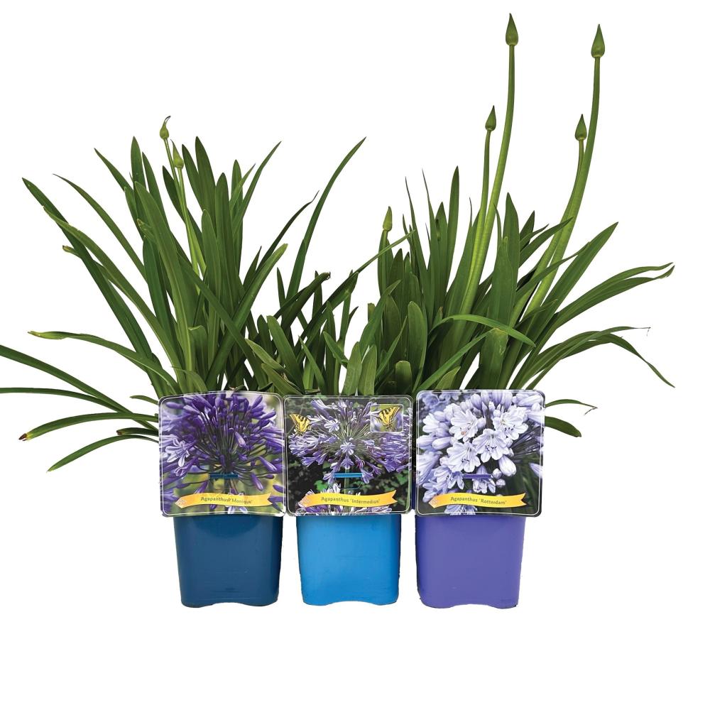 Agapanthus