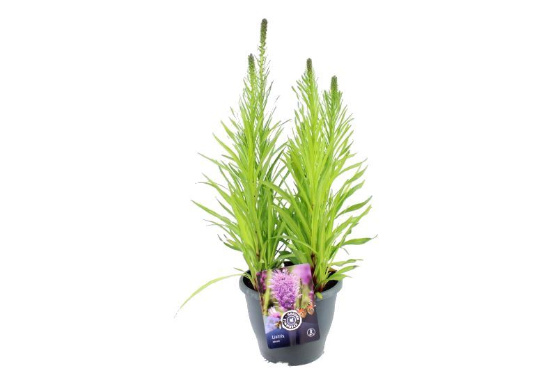 Liatris