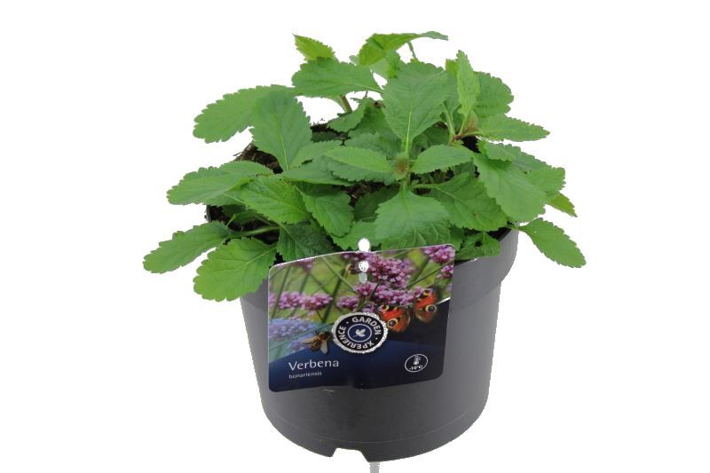 Verbena