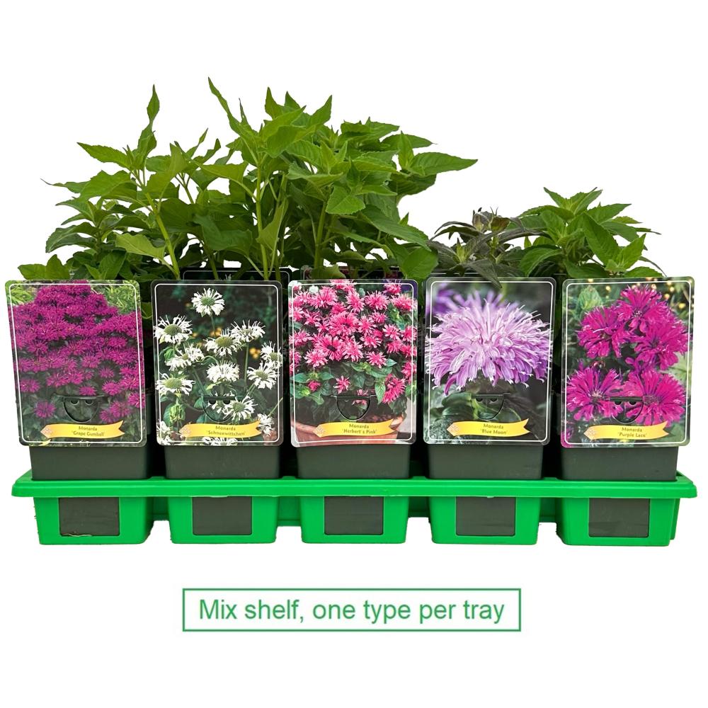 Monarda