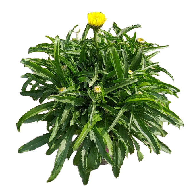 Leucanthemum maximum