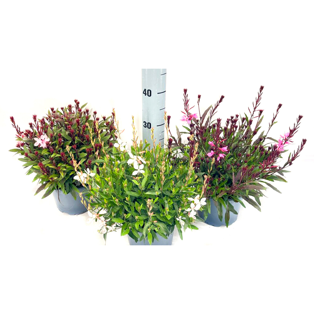 Gaura lindheimeri