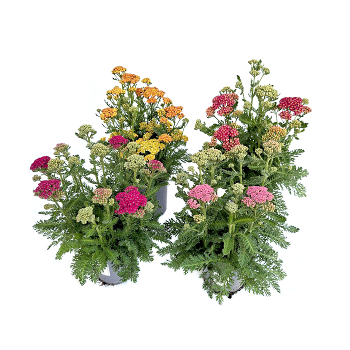 Achillea millefolium milly rock