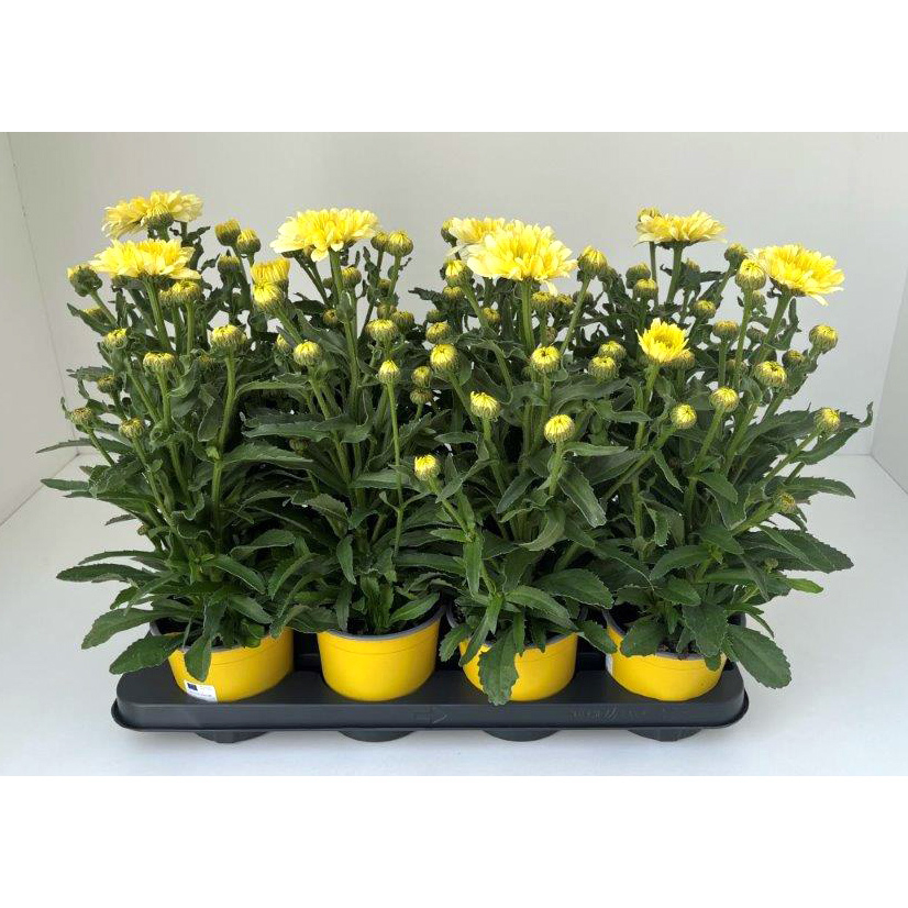 Leucanthemum maximum