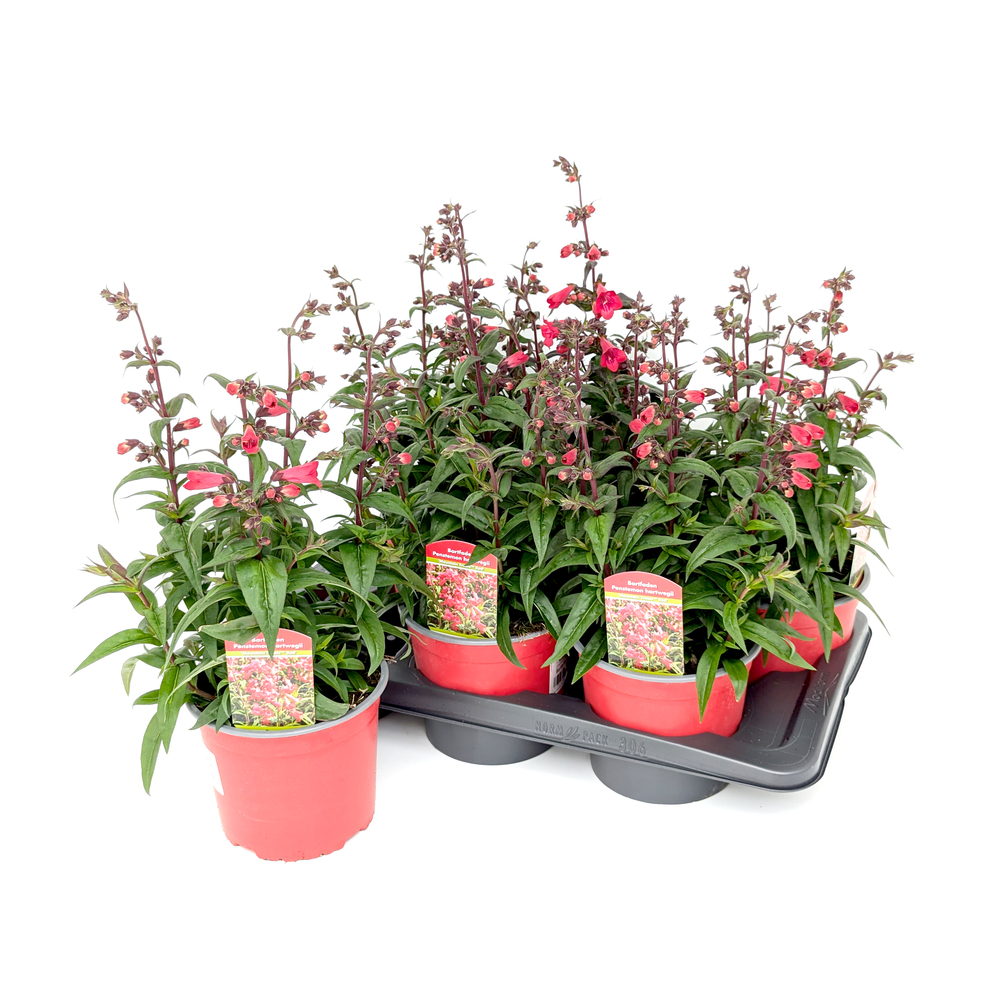 Penstemon hartwegii mountain treats