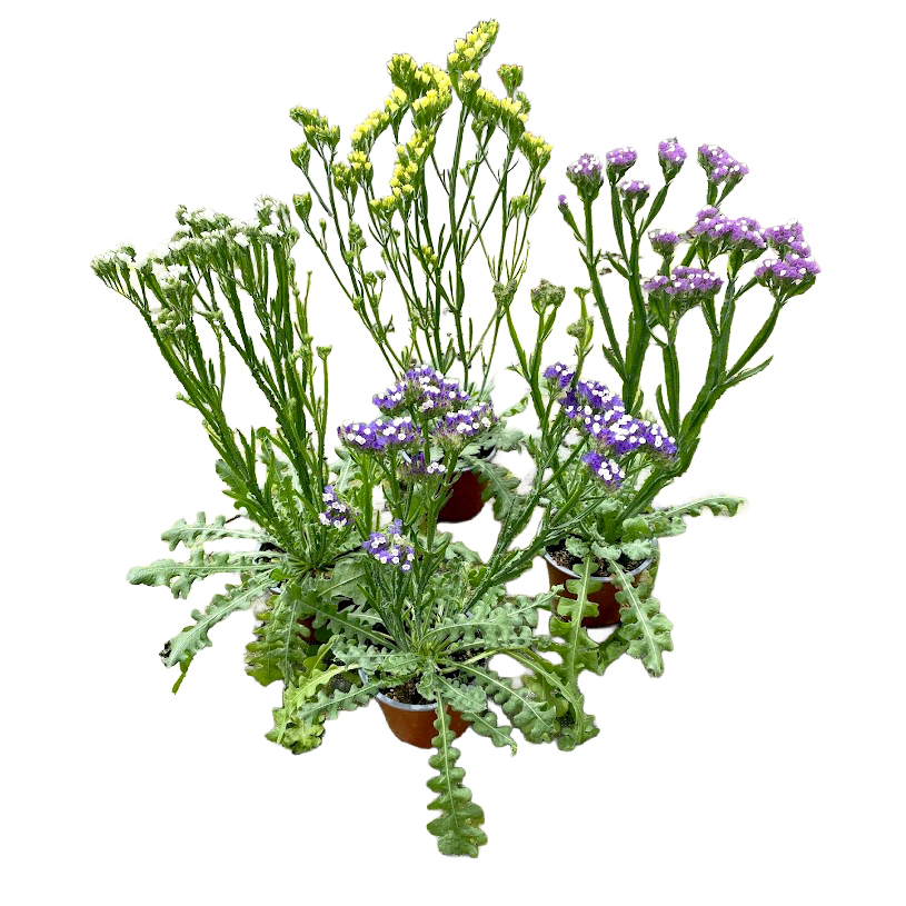 Limonium sinuatum
