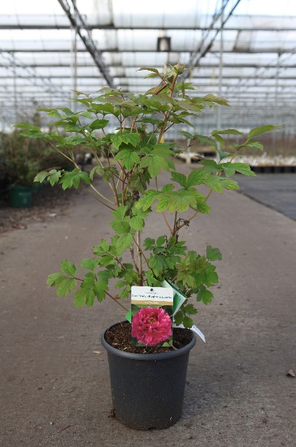 paeonia suffruticosa