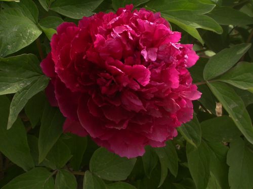 paeonia suffruticosa