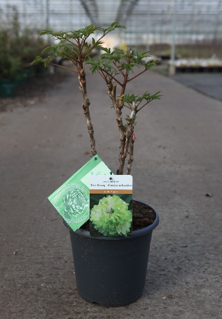 paeonia suffruticosa