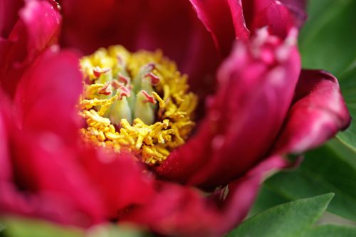 paeonia suffruticosa