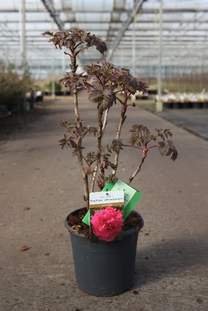 paeonia suffruticosa