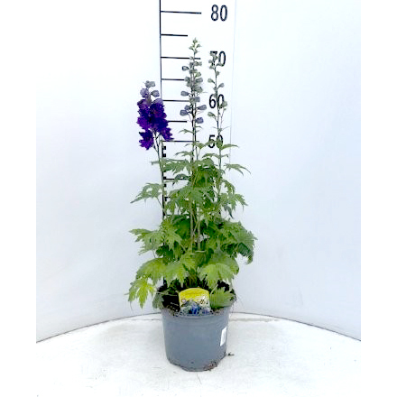 Delphinium cultorum