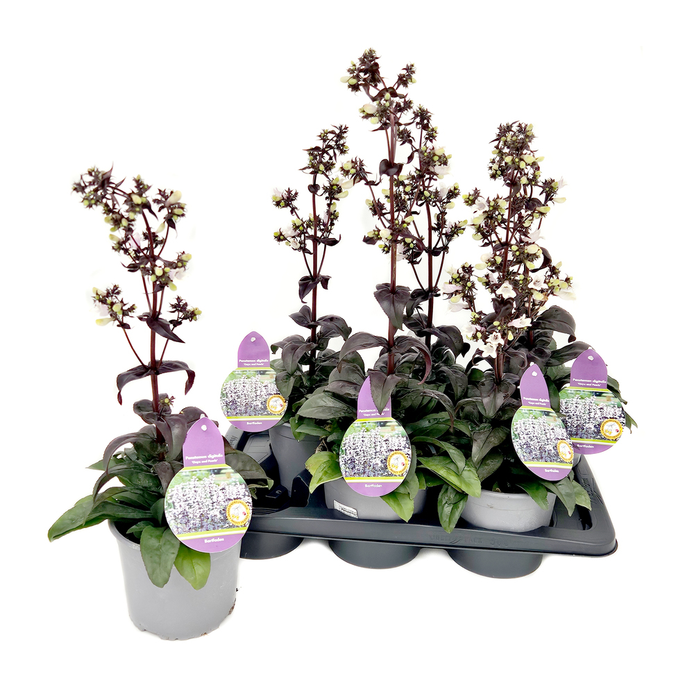 Penstemon digitalis onyx and pearls