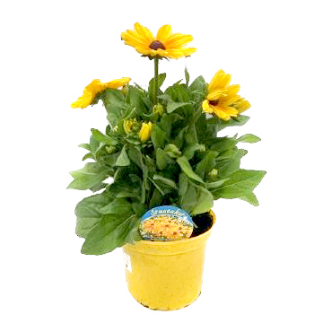 Rudbeckia hirta sunbeckia maya