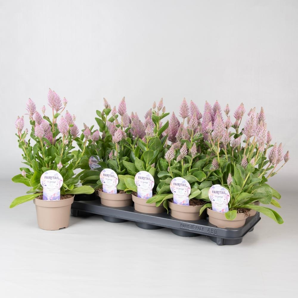 Ptilotus