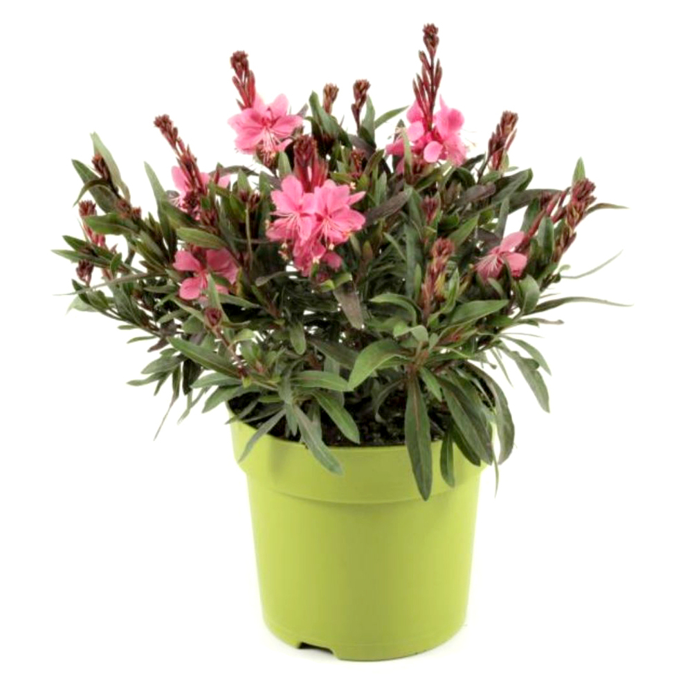 Gaura lindheimeri gaudi medium pink