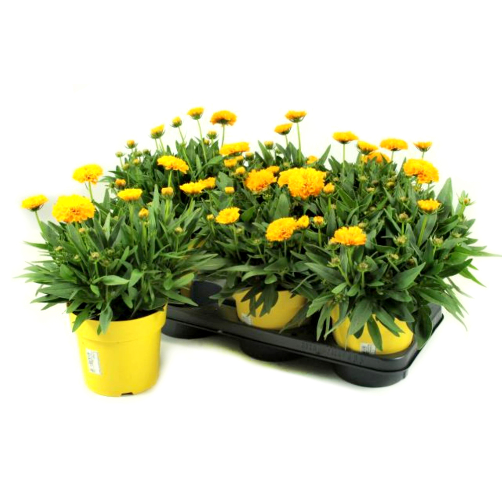 Coreopsis grandiflora solanna golden sphere