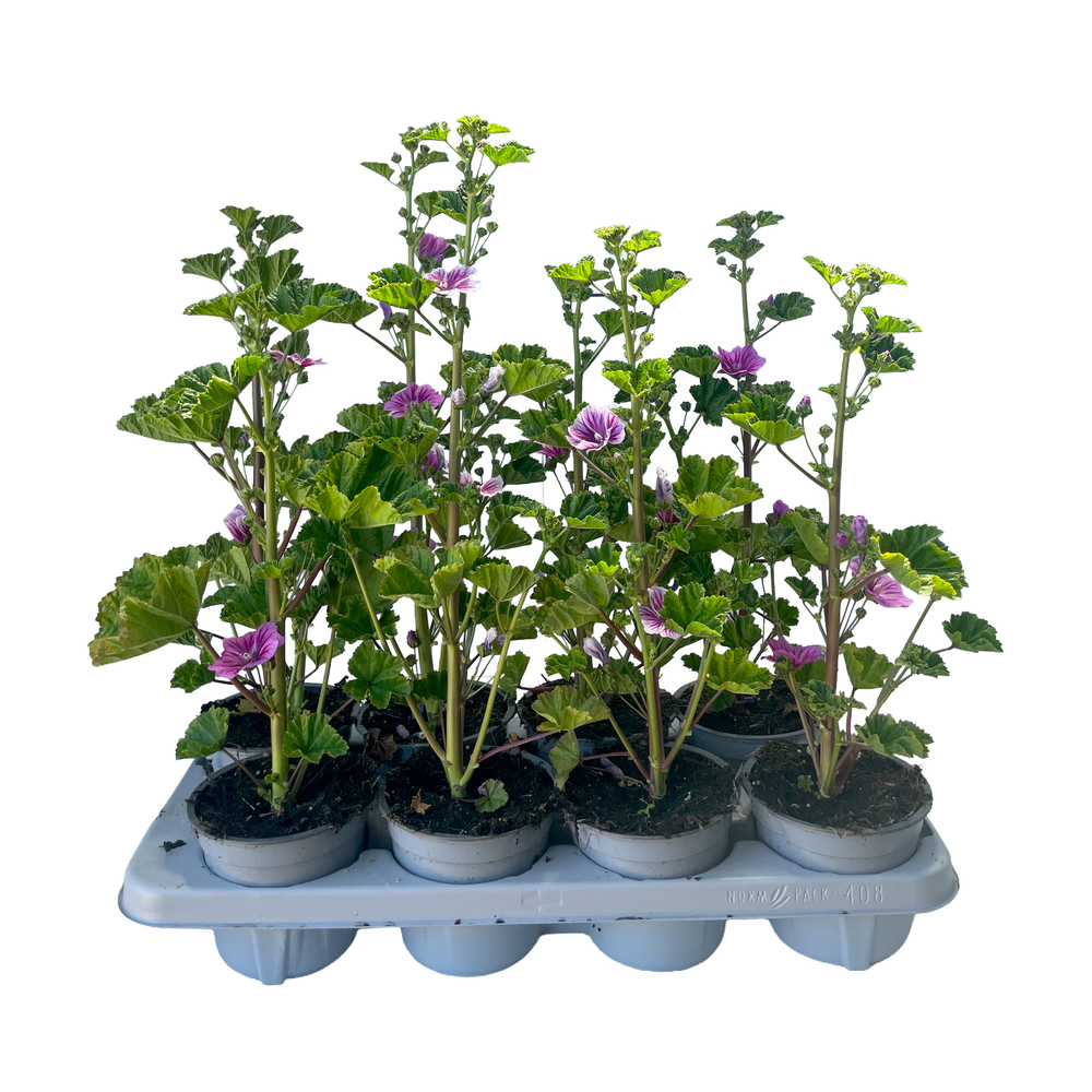 Malva sylvestris zebrina