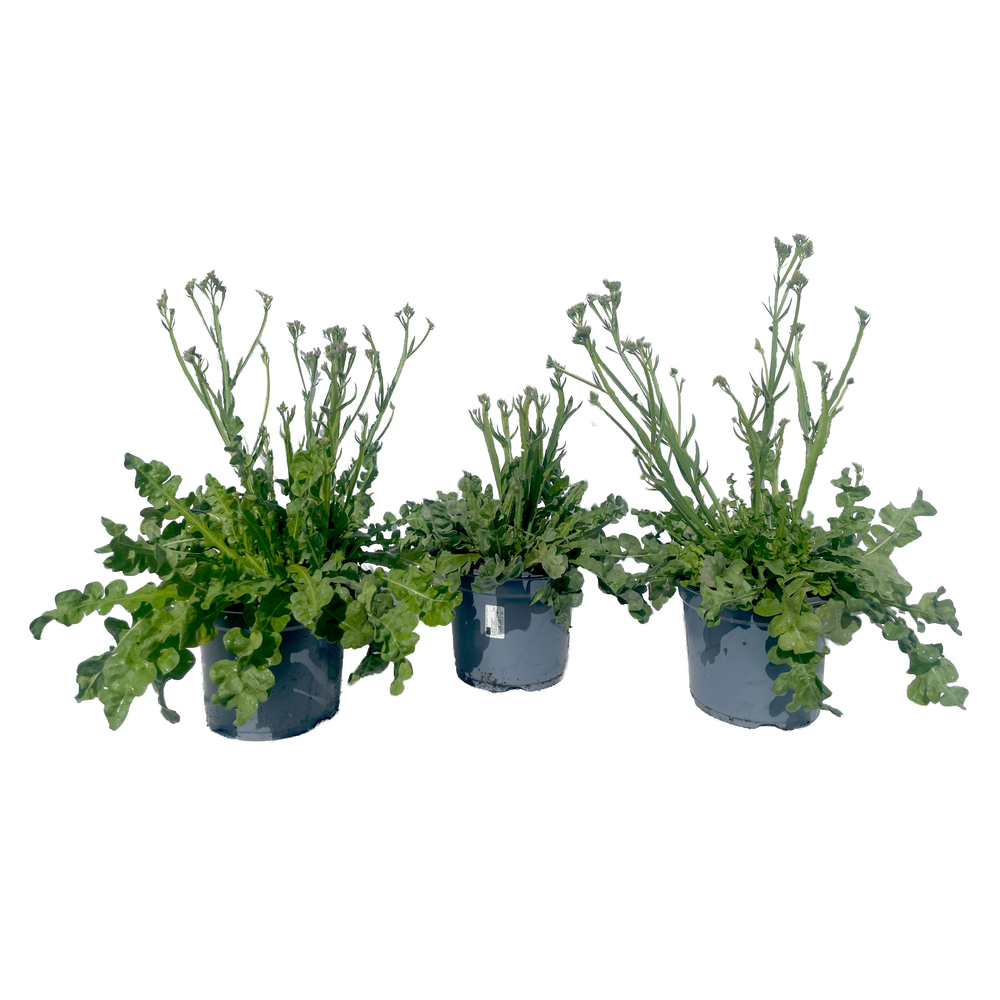 Limonium sinuatum everlast