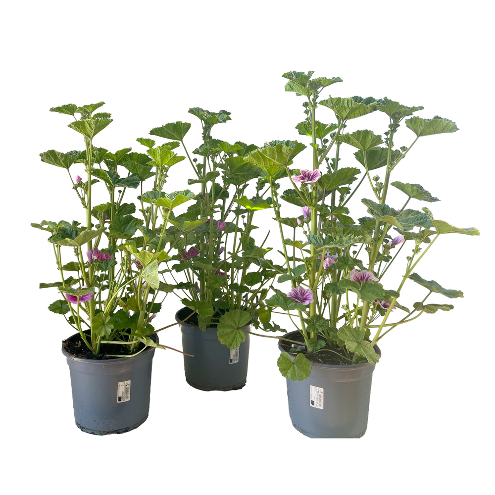 Malva sylvestris zebrina