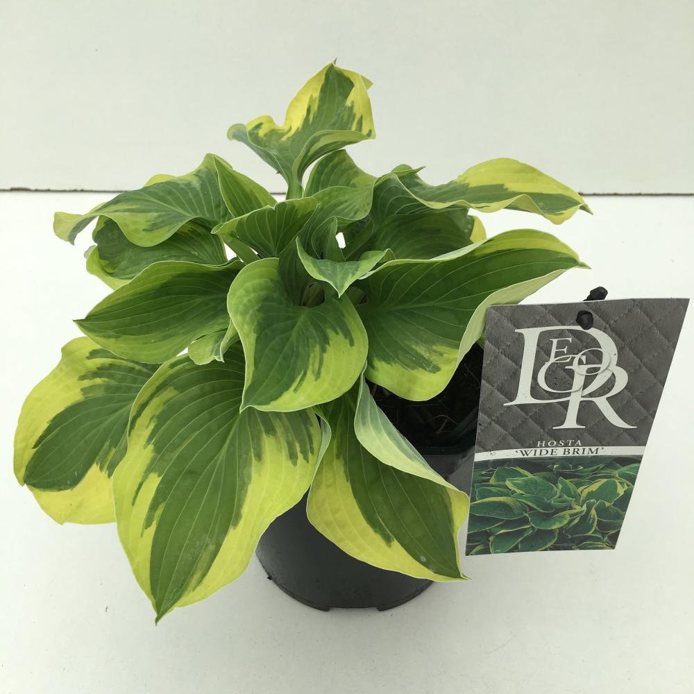 hosta