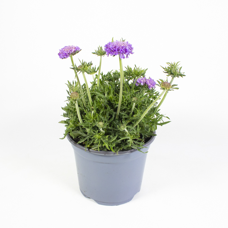 Scabiosa columbaria mariposa