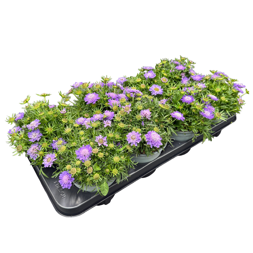 Scabiosa japonica ritz blue