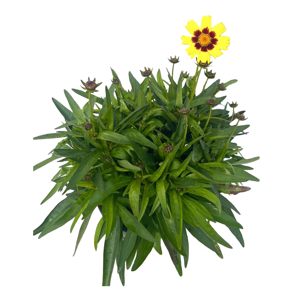 Coreopsis grandiflora